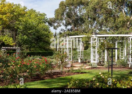 Mandrini di nozze nella casa dei rappresentanti' Gardens con la vecchia Casa del Parlamento, Canberra, Australia. Foto Stock