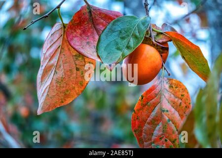 Frutta di arancio di Persimmon nel giardino. Giapponese persimmon, Diospyros kaki Lycopersicum. Frutto di persimmone sul ramo di albero di prugna di Kaki, Dalat, Vietnam Foto Stock