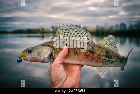 Walleye catturati sulla maschera artigianale esca, autunno cattura immagine dai toni Foto Stock