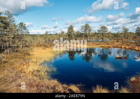 Il paesaggio intorno al percorso a piedi di Viru bog, uno dei più accessibili torbiere in Estonia, situato in Lahemaa National Park Foto Stock