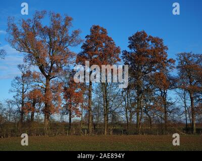 Alberi con bronzo colorato fogliame invernale in un parco nel North Yorkshire, Inghilterra, con un cielo blu sullo sfondo Foto Stock