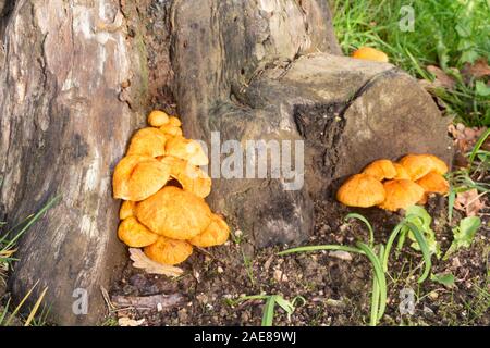 Orange Jack-o'lanterna di funghi su un moncone durante l'autunno Foto Stock