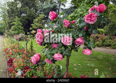 Le rose del Jardin des Plantes, Coutances, Normandia, Francia Foto Stock