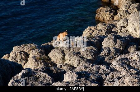 Femmina adulta del nasello di Patagonia puma seduti a bordo del lago dopo aver bevuto Foto Stock