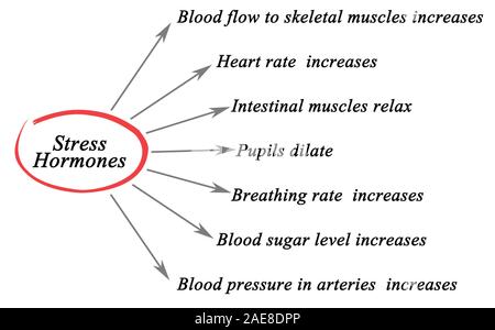 Gli ormoni dello stress Foto Stock