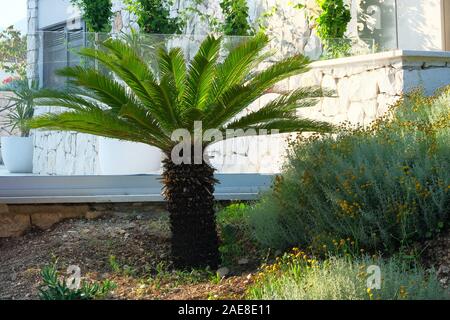 Cycas revoluta. Palm tree in giardino. Green Palm tree sorge all'entrata di un hotel privato. Design della parte esterna dell'edificio. Foto Stock