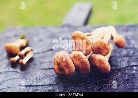 I grappoli di miele funghi nero su tavola di legno, paleo dieta, tonica immagine Foto Stock