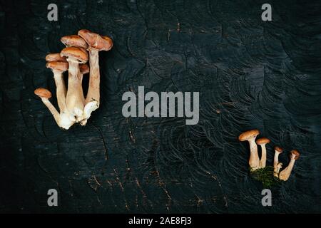 I grappoli di miele funghi su legno nero, Scheda spazio di copia, tonica immagine Foto Stock