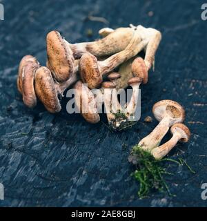 I grappoli di miele funghi nero su tavola di legno, tonica immagine Foto Stock