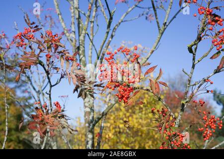 Sorbus commixta. Bacche rosse su un giapponese Rowan tree. Foto Stock