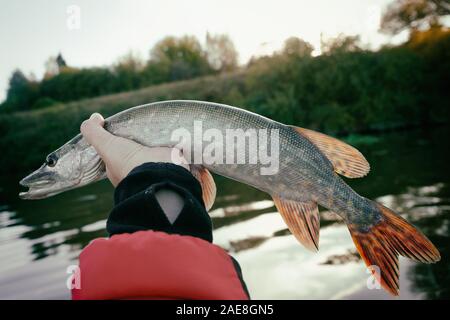 Il luccio del nord in Fisherman's mano, tonica immagine Foto Stock