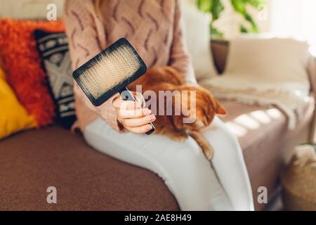 La pettinatura ginger cat con spazzola a pettine a casa. Donna proprietario avendo cura di Pet per rimuovere i peli. Foto Stock