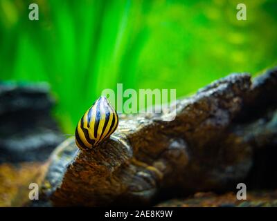 Avvistato nerite lumaca (Neritina natalensis) mangiando su una roccia in un serbatoio di pesci Foto Stock