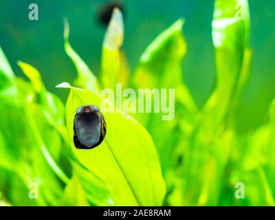 Avvistato nerite lumaca (Neritina natalensis) mangiare alghe il pesce dal vetro del serbatoio Foto Stock