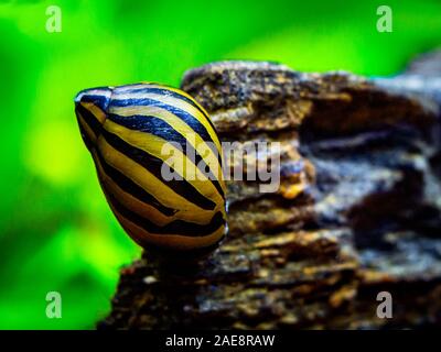 Avvistato nerite lumaca (Neritina natalensis) mangiando su una roccia in un serbatoio di pesci Foto Stock