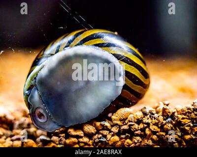 Avvistato nerite lumaca (Neritina natalensis) mangiare alghe il pesce dal vetro del serbatoio Foto Stock