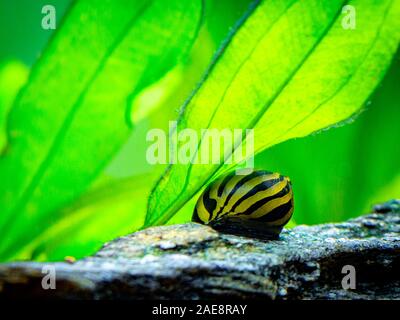 Avvistato nerite lumaca (Neritina natalensis) mangiando su una roccia in un serbatoio di pesci Foto Stock