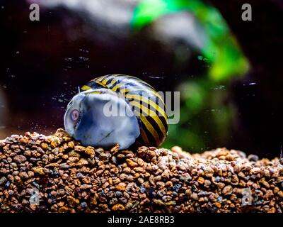 Avvistato nerite lumaca (Neritina natalensis) mangiare alghe il pesce dal vetro del serbatoio Foto Stock