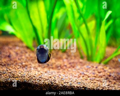 Avvistato nerite lumaca (Neritina natalensis) mangiare alghe il pesce dal vetro del serbatoio Foto Stock