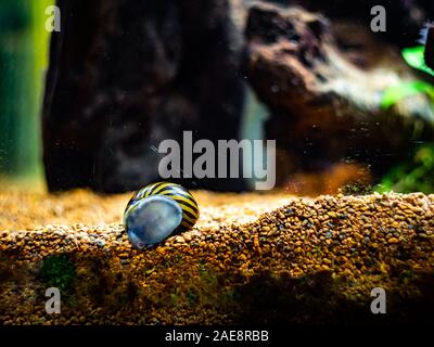 Avvistato nerite lumaca (Neritina natalensis) mangiare alghe il pesce dal vetro del serbatoio Foto Stock