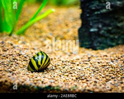 Avvistato nerite lumaca (Neritina natalensis) mangiando su una roccia in un serbatoio di pesci Foto Stock