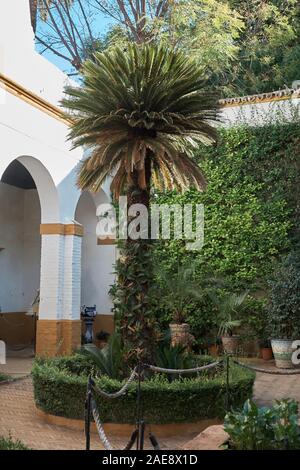 Cycas revoluta al Palacio de Las Dueñas, Siviglia, in Andalusia, Spagna. Foto Stock