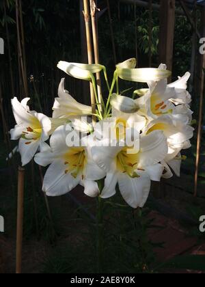 Lilium Royal Régale Album Foto Stock