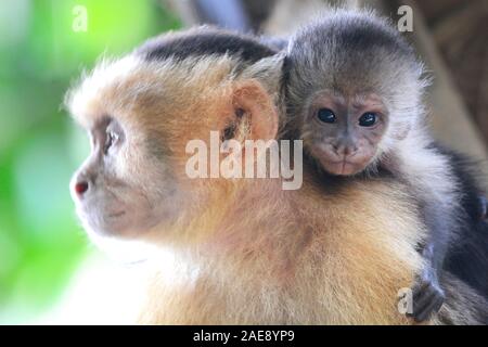 Di fronte bianco-scimmie cappuccino, Cebus Capucinus, Manuel Antonio, Costa Rica Foto Stock