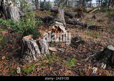 Caduto albero marcio che giace a terra accanto al moncone Foto Stock