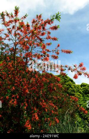 Embothrium coccineum,firetree cileno,firebush cileno,arancione,fiore,fiori,fioritura,tree,,arbusto sempreverde,giardino,esotica,RM Floral Foto Stock