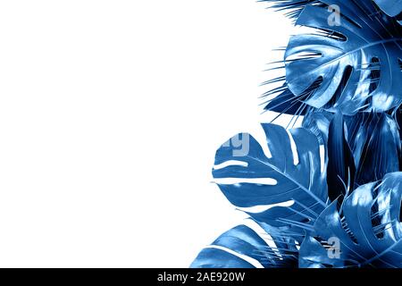Trendy Classico colore blu vari lussureggiante tropicale, lascia isolati su sfondo bianco. Spazio di copia, aprire la composizione. Colore copcept trend. Foto Stock