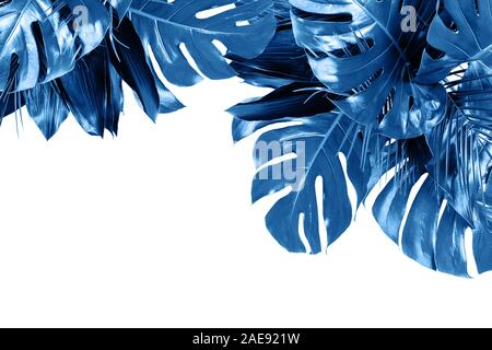 Trendy Classico colore blu vari lussureggiante tropicale, lascia isolati su sfondo bianco. Spazio di copia, aprire la composizione. Colore copcept trend. Foto Stock