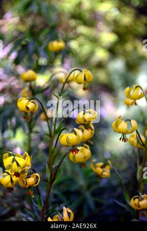 Il Lilium pyrenaicum, giglio dei Pirenei, giallo Turk cappuccio del Giglio, Pirenei, regioni montane, fiori, fioritura, fiore giallo, giglio, lillies, RM Floral Foto Stock