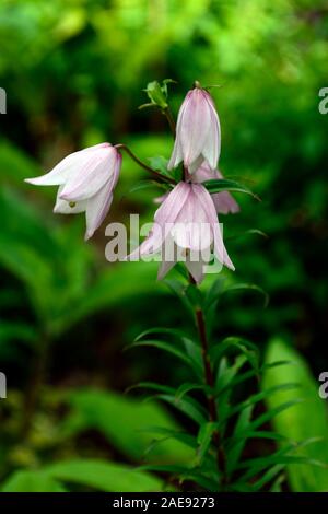 Il Lilium mackliniae,Shirui,Siroi,lily,bianco,rosa,specie,gigli,fiori,fiore,fioritura,lampadina,lampadine,perenne,Manipur,RM Floral Foto Stock