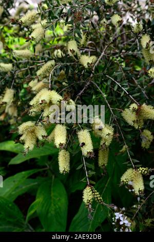 Melaleuca salicina, Callistemon salignus,bianco scovolino da bottiglia,willow scovolino da bottiglia,cremosa crema,fiori,fiore spike,giardino,giardino,esotica,RM Floral Foto Stock