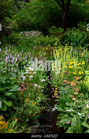 Persicaria Bistorta,Bistort comune,primula florindae,stream,canale sotterraneo,bagnato,paludosa,terreno,giardino,fiore,fiori,fioritura,RM Floral Foto Stock