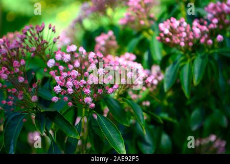 Kalmia latifolia, alloro di montagna, cespuglio di calico, legno di cucchiaio, fiori rosa, RM Floral Foto Stock