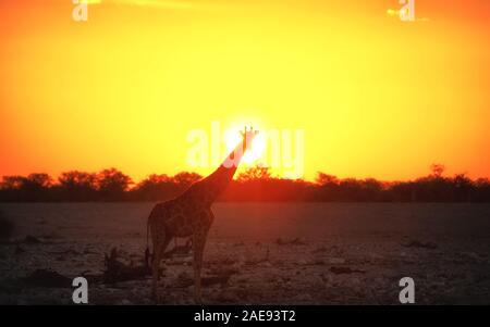 La giraffa nella parte anteriore del sole durante il bellissimo tramonto Foto Stock