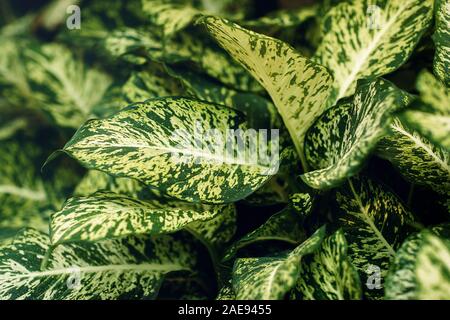 Verde e bianco sullo sfondo di foglia, pianta Dieffenbachia. Foto Stock