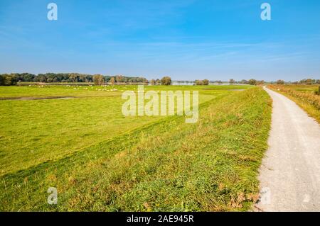 Elba ciclabile, sponda est del fiume Elba, pianura alluvionale tra Wittenberg e Lenzen, Brandeburgo, Germania, Europa Foto Stock