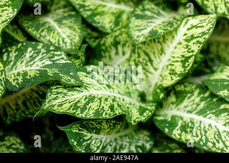 Verde e bianco sullo sfondo di foglia, pianta Dieffenbachia. Foto Stock