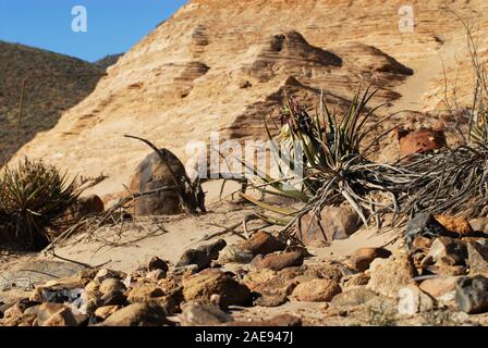 In prossimità di piante del deserto e rocce contro un lato di una collina in Arizona, Stati Uniti d'America Foto Stock