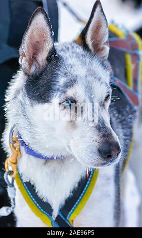 Cani Husky in slittino in inverno foresta nel riflesso di Rovaniemi Foto Stock