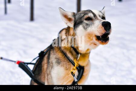 Husky cane in inverno Lapponia Rovaniemi Finlandia settentrionale reflex Foto Stock