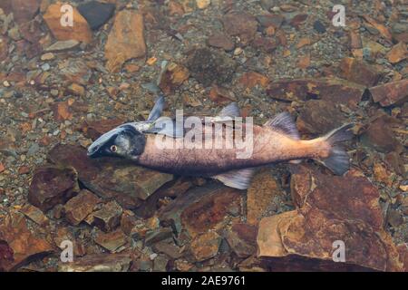 Salmone kokanee maschio immagini e fotografie stock ad alta risoluzione -  Alamy