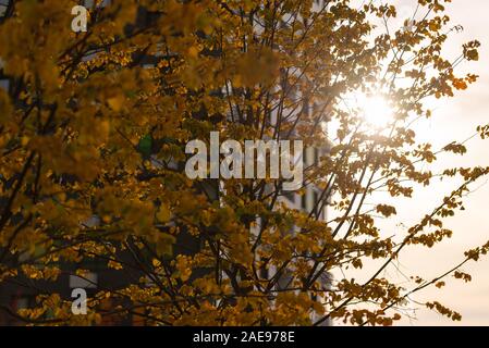 Città d'autunno. I raggi del sole che rompere attraverso il fogliame. Foglie di giallo nella città. Foto Stock
