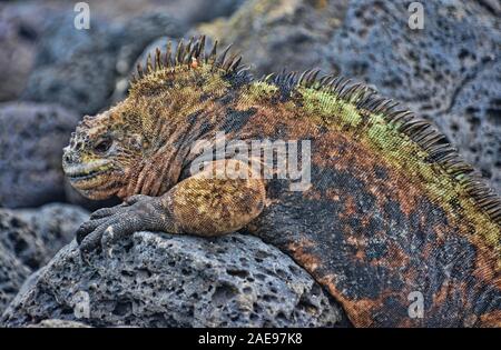 Iguane Marine (Amblyrhynchus cristatus), Isla Santa Cruz, Isole Galapagos, Ecuador Foto Stock