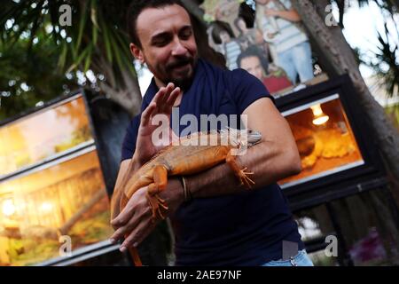 Il Cairo, Egitto. 6 dicembre, 2019. Un iguana è visto durante un carnevale di pet al Cairo, in Egitto, il 6 dicembre 2019. Tenuto presso il giardino del Cairo del centro infantile per la civiltà e la creatività, Aleef quarta Aria Aperta animali domestici di Carnival, che ha dato dei calci a fuori il venerdì, ha attirato migliaia di proprietari di animali da compagnia e gli amanti. Credito: Ahmed Gomaa/Xinhua/Alamy Live News Foto Stock
