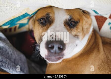 Funny capovolto dog face. Ritratto di una refrigerazione del PET in modo sicuro sul divano, animali domestici e umorismo concept Foto Stock