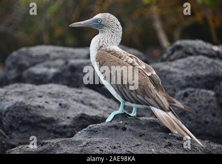 Blu-footed booby (Sula nebouxii), Isla Seymour Norte, Isole Galapagos, Ecuador Foto Stock
